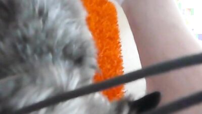 Zoo dog sex: doggy animal free porn