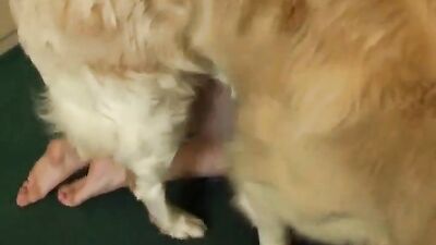 Dog girl porn: boar zoo porno bestiality