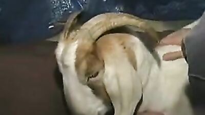 Dog pussy girls: zoo lady porn