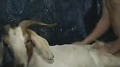 Dog pussy girls: zoo lady porn