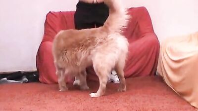 Dog fucking girl: gay zoo sex 18