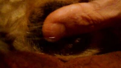 Dog sex porno: feral animal porn