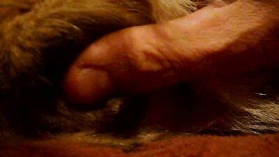 Dog sex porno: feral animal porn