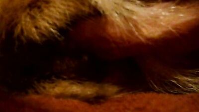 Dog sex porno: feral animal porn