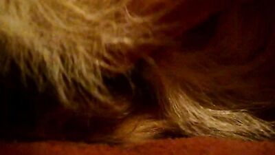 Dog sex porno: feral animal porn