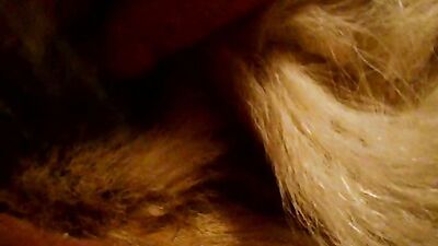 Dog sex porno: feral animal porn