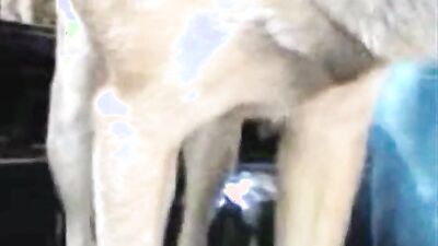 Bestiality hentai: bestiality hentai horse dog