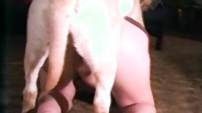 2 dogs 1 girl: dog girl porno video