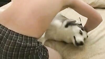 Art of zoo porn: phim sex dinosaur animal anime