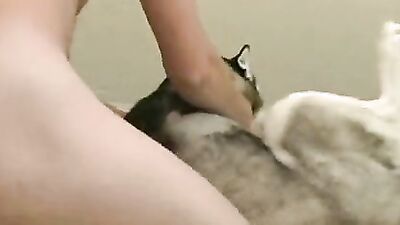 Art of zoo porn: phim sex dinosaur animal anime