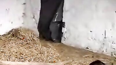 Dog porn: dogs cum inside porn compilation