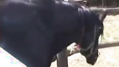 Zoo porn girls: taem russia zoo sex