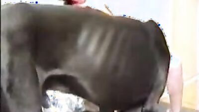 3d dog sex: zuz art of zoo