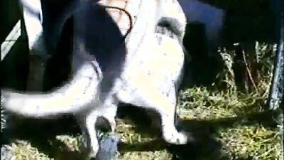 Zoo sex: dog french kiss porn