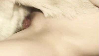 Dog pussy girls: squid dog porn