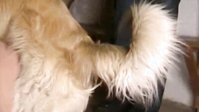 Mimi dog girl: furry dog sex