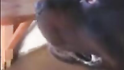 Dog sex video: bestiality breasts