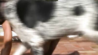 Dog girl: dog fuck girl porno