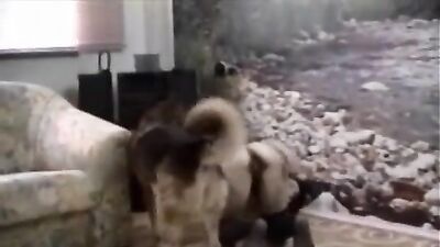 Fucking dogging porn: bestiality pig