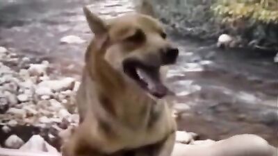 Fucking dogging porn: bestiality pig