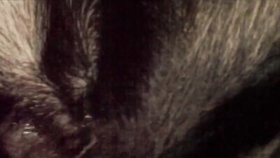2 dog girl: sex dog porn anal