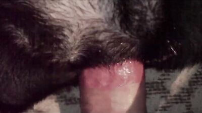 2 dog girl: sex dog porn anal