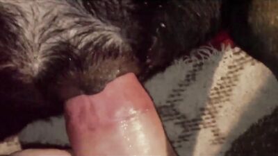 2 dog girl: sex dog porn anal