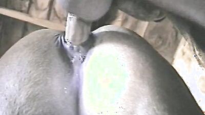 Dog get girl: sex wish animals