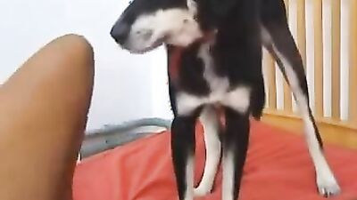 Animal sex video: ru sex animal