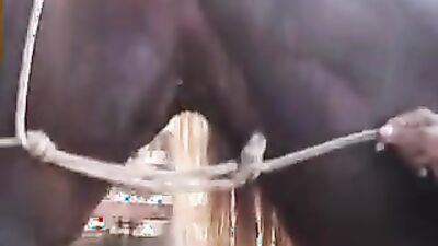Zoo sex porno: lady dog porn