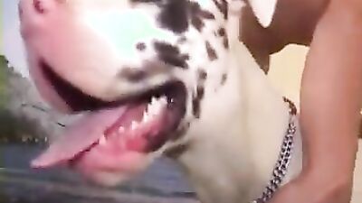 Bestiality video: dog fuck girl homemade