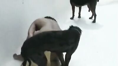 Dog fucking girl: free animal porn and bestiality videos