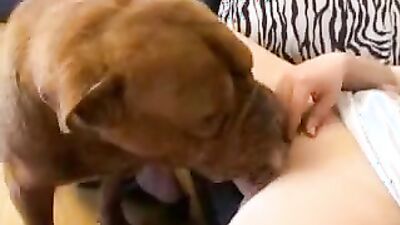 Zoo sex porno: art of zoo torrent