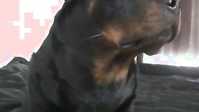 Animal porno: man on dog screams aggressive fuck porn