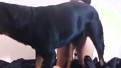 Animal porno: man on dog screams aggressive fuck porn