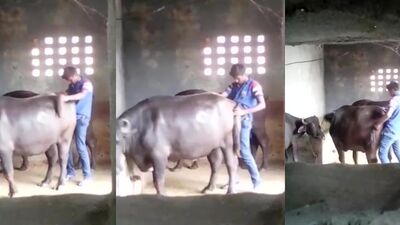 Zoo fuck porn: bestiality dolphin