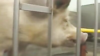 Zoophilia video: porno zoo animal women kadın
