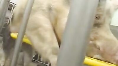 Zoophilia video: porno zoo animal women kadın