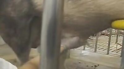 Zoophilia video: porno zoo animal women kadın