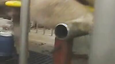Zoophilia video: porno zoo animal women kadın