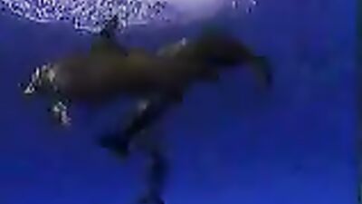 Animal sex: sex zoo camera