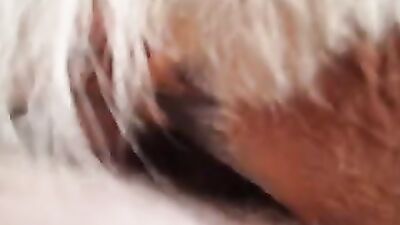Bestiality porno: taboo zoo porn