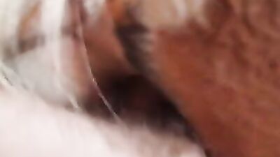 Bestiality porno: taboo zoo porn
