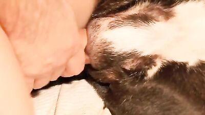 Zoo porn compilation: girl suck dog dildo