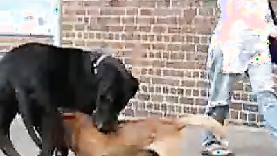 Girl playing dog: camila lupinelover video dog sex