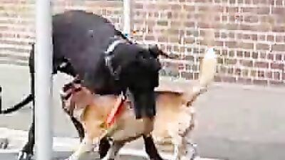 Girl playing dog: camila lupinelover video dog sex