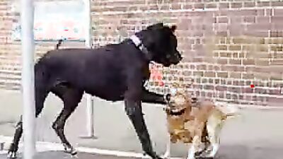 Girl playing dog: camila lupinelover video dog sex