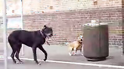 Girl playing dog: camila lupinelover video dog sex