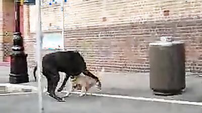 Girl playing dog: camila lupinelover video dog sex