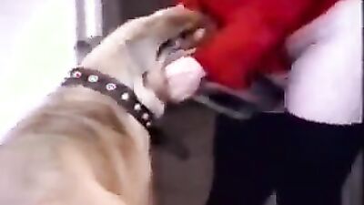 Zoo horse porn: sex dogs hard